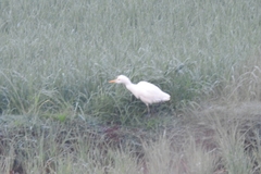 Bubulcus ibis