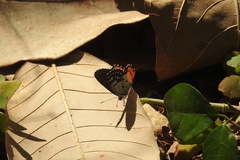 Talicada nyseus nyseus