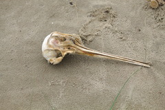 Pontoporia blainvillei