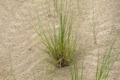 Panicum racemosum