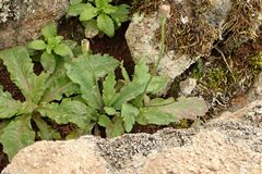 Papaver pinnatifidum