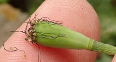 Papaver pinnatifidum