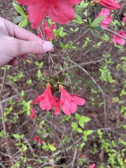 Rhododendron indicum