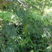 Senegalia sakalava - Photo Ningún derecho reservado, subido por Romer Rabarijaona