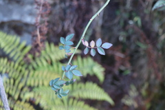 Rosa transmorrisonensis