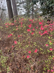 Rhododendron indicum