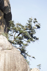 Podocarpus latifolius