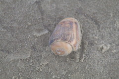 Olivancillaria urceus