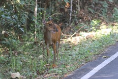 Muntiacus vaginalis