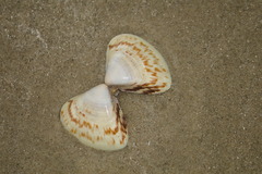 Tivela
