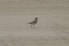 Geositta cunicularia