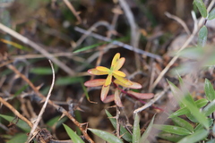 Hypericum nagasawae
