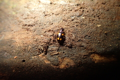 Dolichoctis rotundata
