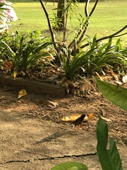 Acridotheres tristis