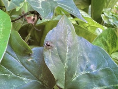 Vinnius subfasciatus