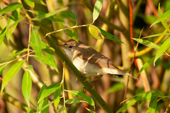 Acrocephalus dumetorum