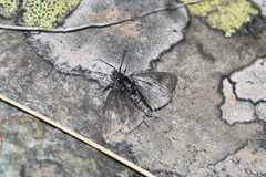 Metaxmeste phrygialis