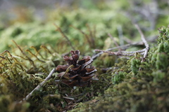 Tsuga chinensis