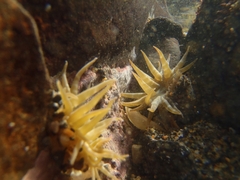 Urticina felina