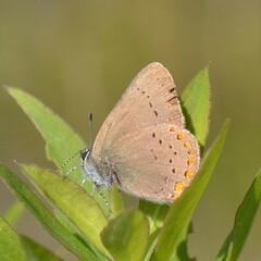 Satyrium titus