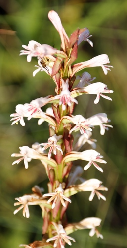 Image of Satyrium cristatum by (c) Tony Rebelo, some rights reserved (CC BY-SA)