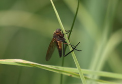 Rhagio