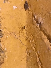 Scytodes globula