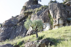 Cussonia