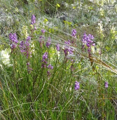 Polygala cretacea