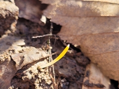 Erythronium americanum