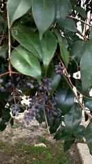 Ligustrum lucidum