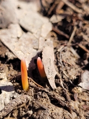 Erythronium americanum
