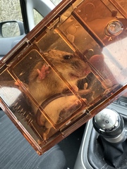 Apodemus flavicollis