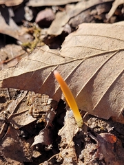 Erythronium americanum