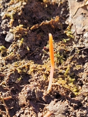 Erythronium americanum