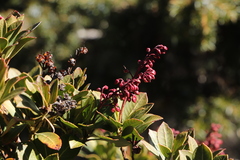 Pieris japonica taiwanensis