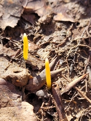 Erythronium americanum