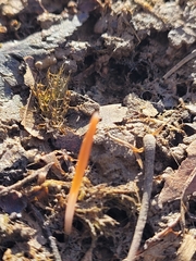 Erythronium americanum