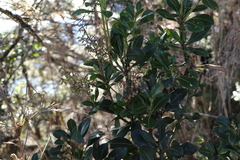 Pieris japonica taiwanensis