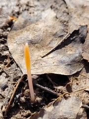 Erythronium americanum