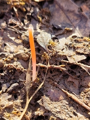 Erythronium americanum