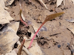 Erythronium americanum
