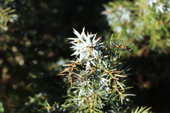 Juniperus formosana