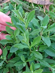 Magnoliopsida