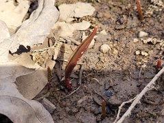 Erythronium americanum