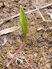 Erythronium americanum
