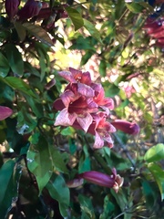 Bignonia