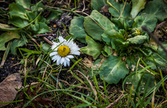 Bellis perennis