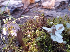 Cardamine douglassii