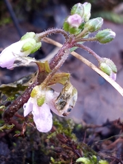 Cardamine douglassii